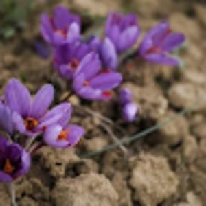 khushitripathi avatar