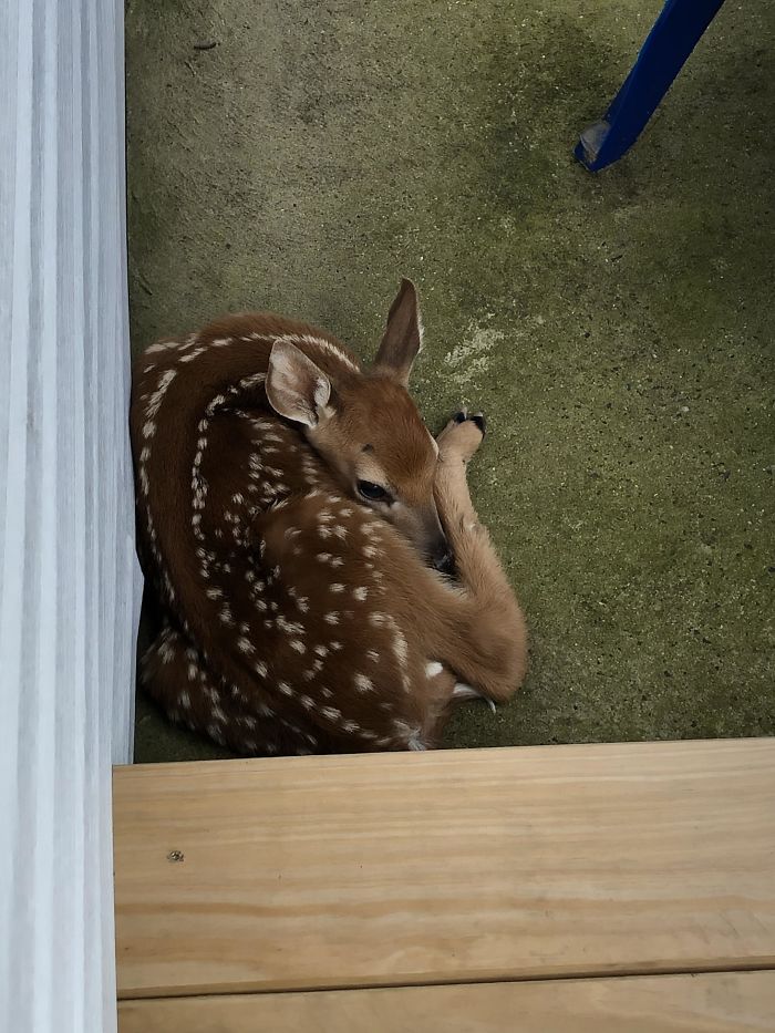 Wife Opened The Back Door, Immediately Gasped And Shut It. Little Guy Was Stashed There By Mommy For About 10hrs Before She Came Back And Got Him