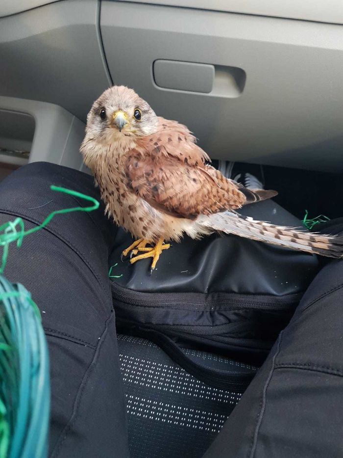 My Neighbors Found This Young Kestrel And Called Him Geralt. Birds Of Prey Can Be Adorablet Oo