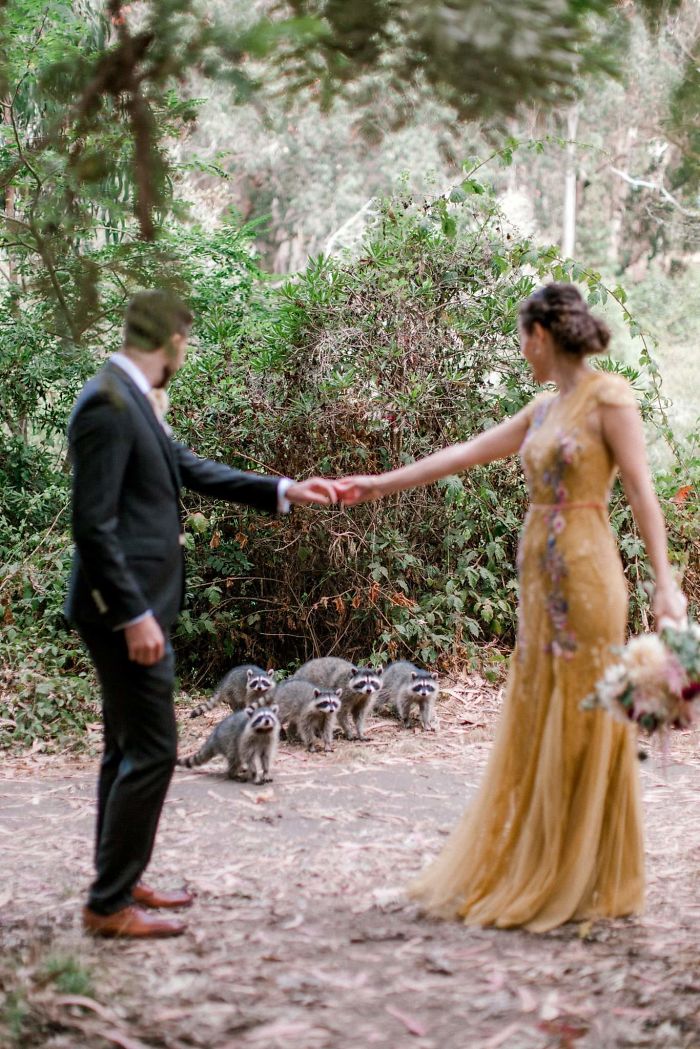 They Got Photobombed By Raccoons On Their Wedding Photo Shoot