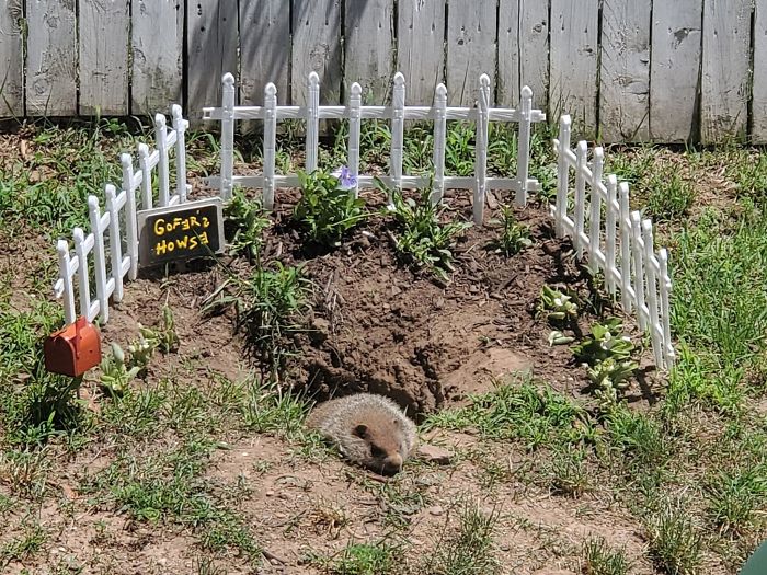 Someone On My Fb Group Had A Gofer Move In Their Yard So They Made Him At Home