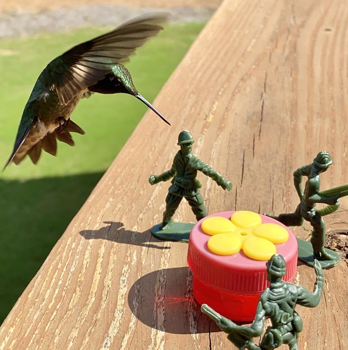 I Put Some Army Men By My Hummingbird Feeder. The Result Was Even Better Than Anticipated