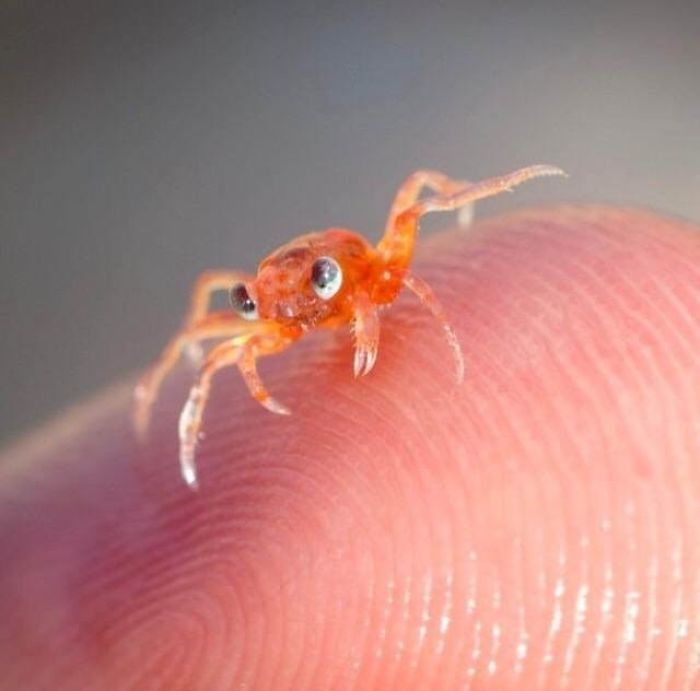 Baby Christmas Island Crab Looks Like Something Out Of Disney