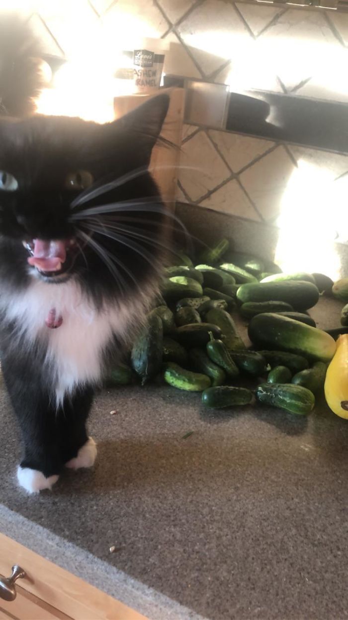 Tried To Get A Pic Of The Daily Garden Haul But It Was Also Her Dinner Time