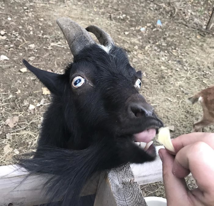Here’s A Picture Of My Goat. That Is All