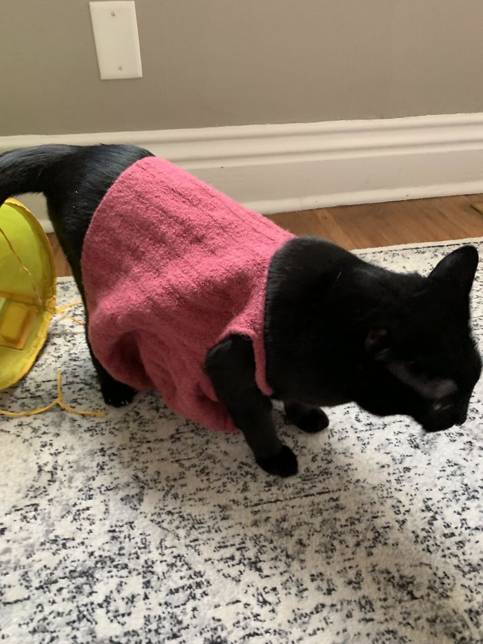 My So Accidentally Shrunk A Wool Tank Top My Mom Knit Me, But The Good News Is Bagheera Got An Amazing New Dress Out Of It