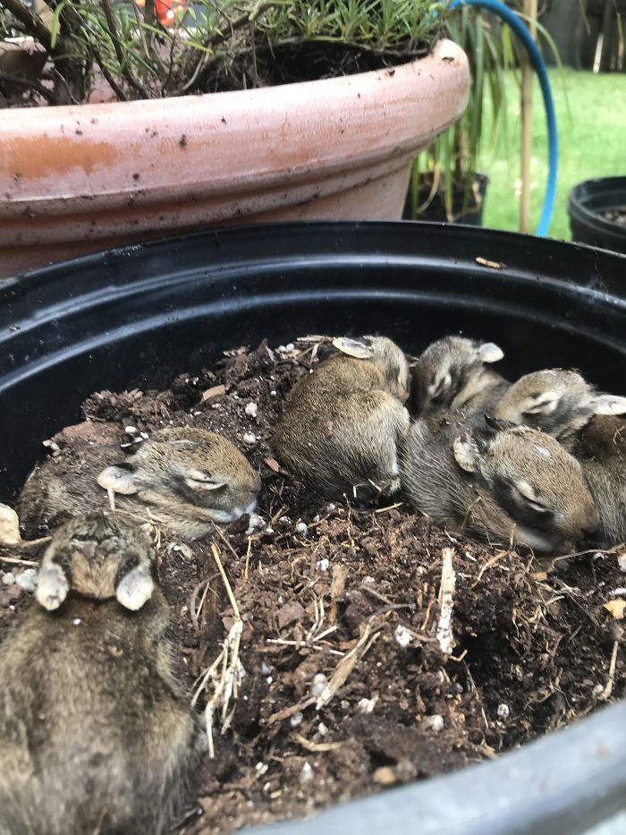 I Found A Nest Of Baby Rabbits Living In My Garden
