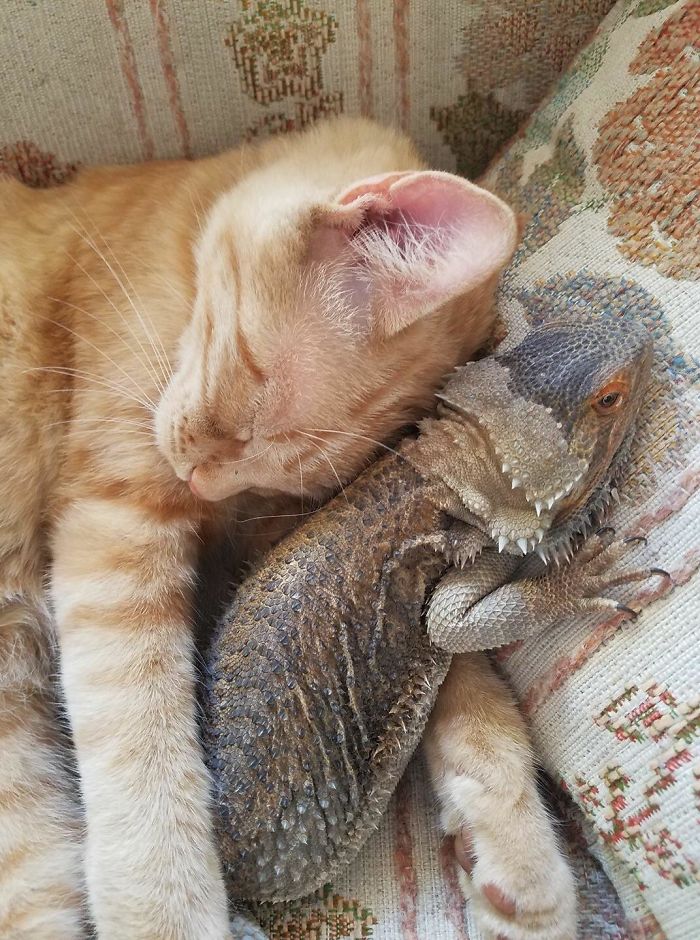 My Friends Just Posted This Pic Of Their Kitty And Their Bearded Dragon