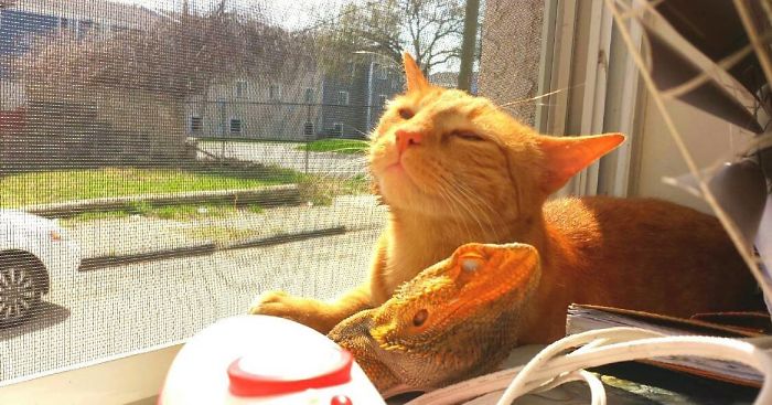 When It's Warm And Sunny, These Two Orange Goofballs Cuddle Up In The Windowsill. Kitties And Lizards Can Be Friends, Too
