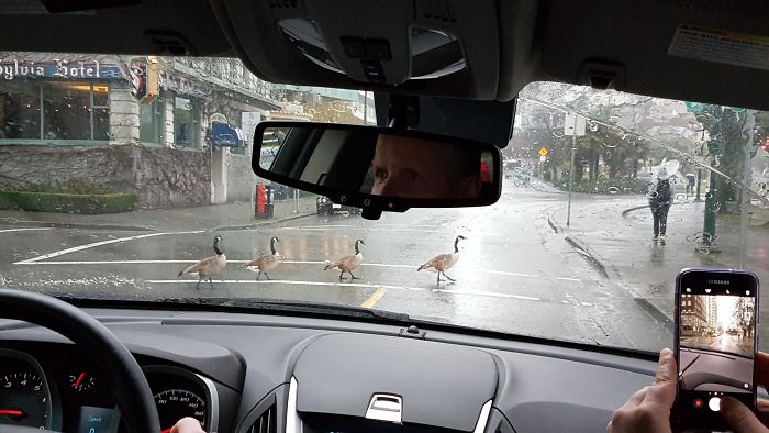 Geese In Vancouver Politely Using The Crosswalk