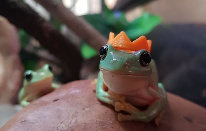 My Brother And I Have Pet Frogs And They Don't Mind If You Put Stuff On Them So We 3D Printed Little Hats
