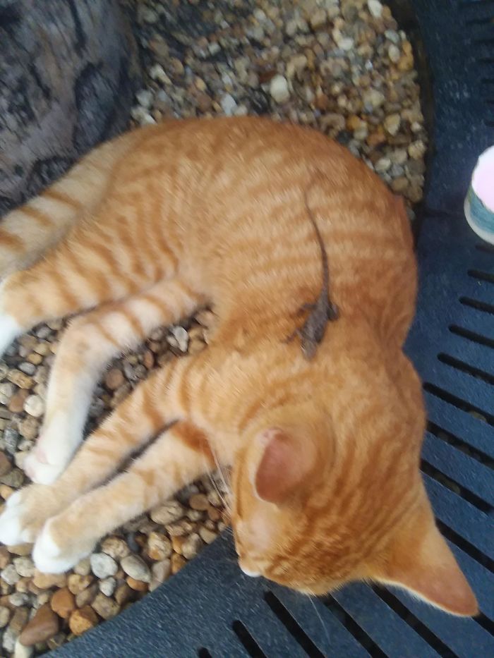 This Kitten Tamed A Lizard And They Are Napping Together