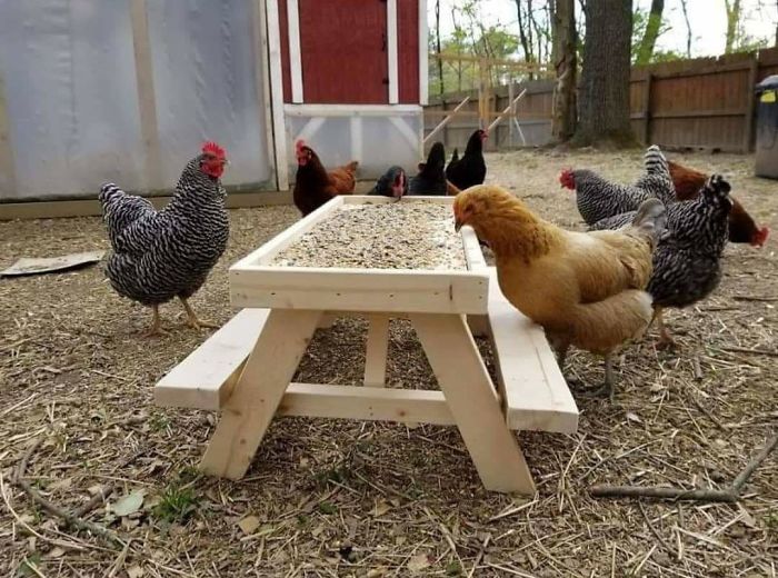 We've Seen The Squirrel Feeder Table, But What About A Chicknic Table?