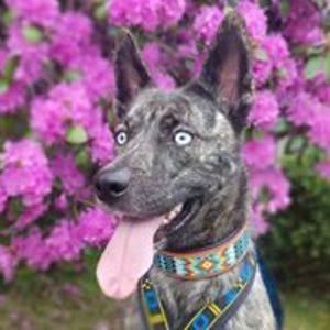 onlystarwaffle avatar