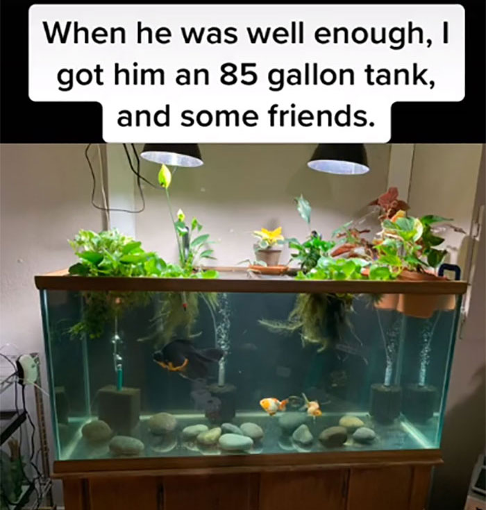 Dying, Neglected 10-Year-Old Goldfish Gets Returned To A Petstore, So This Person Nurses It Back To Health