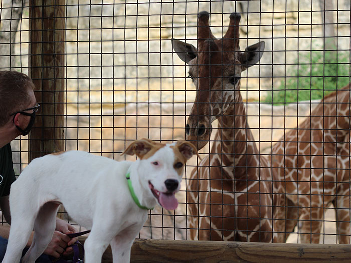 These Shelter Pets Were Taken On A Field Trip To Meet Their Exotic Relatives At The Local Zoo