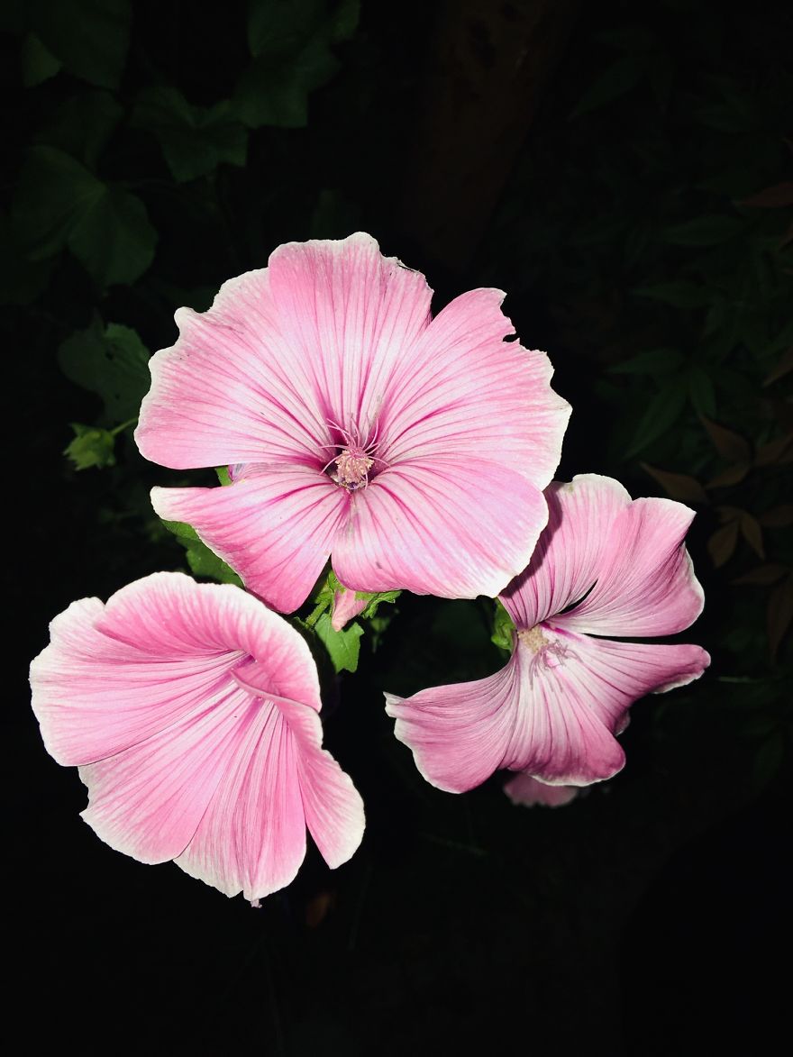 I Love Flowers