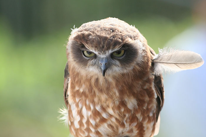 This Bird Of Prey Tries To Intimidate A Defenseless Family Cat By Showing How Big It Is