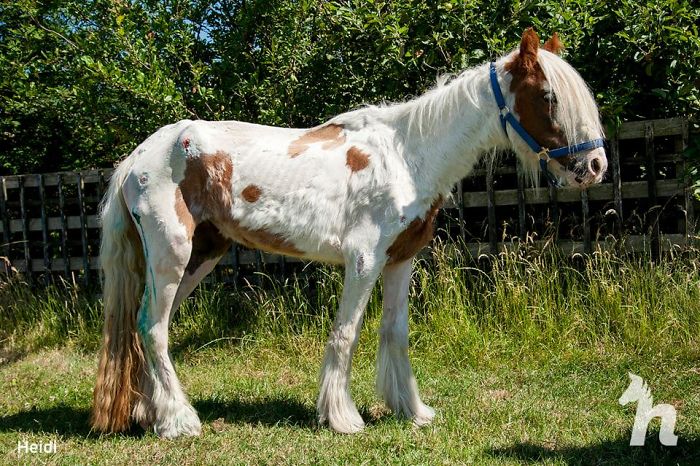 Volunteers 'Shocked' To See This 'Dead' Horse Still Alive Nurse It Back To  Health And The Transformation Is Incredible | Bored Panda