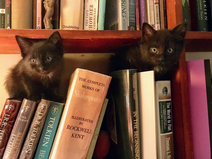 My Two Boys... Just Hanging Out In The Safety Of The Bookshelf