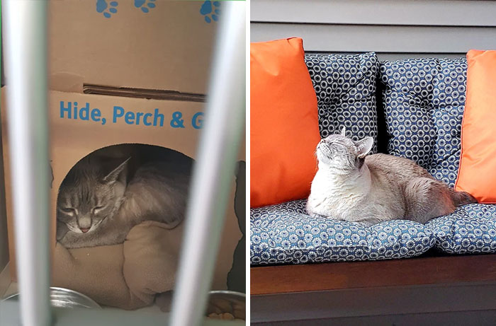 I Adopted The Saddest Looking Cat At The Shelter Three Years Ago.