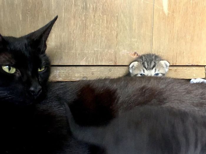Stray Cat ‘Asks’ Woman To Let Her Inside So She Can Have Her Babies