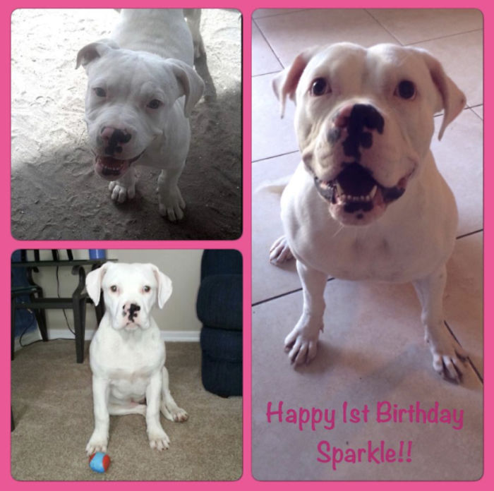 This Was My Dog Sparkle When She Was A Puppy And When She Turned One. She Is Now Turning 7 In A Few Months. She’s An American Bulldog And The Biggest Baby I’ve Ever Had.