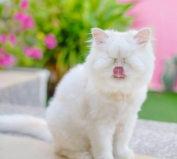 Blind-Persian-Cat-Moet