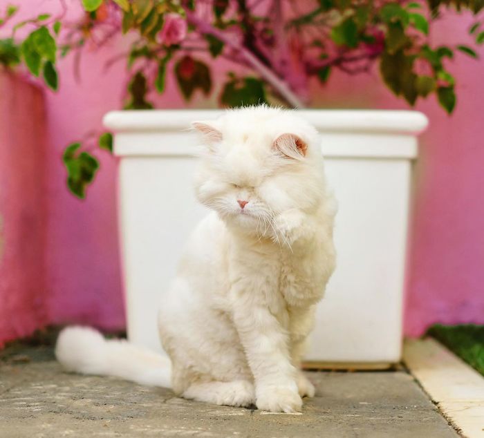 Blind-Persian-Cat-Moet