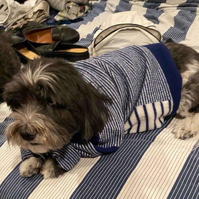When Mom Accidentally Shrinks Her New Sweater Down To Havanese Size