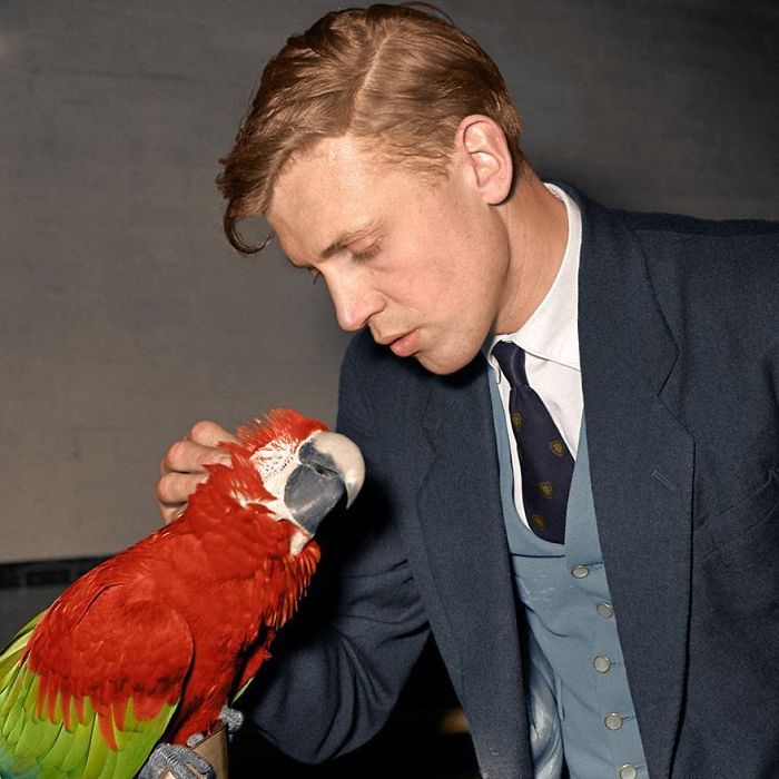 Sir David Attenborough, Born This Day In 1926, Seen Here Petting A Macaw Around 1950-51