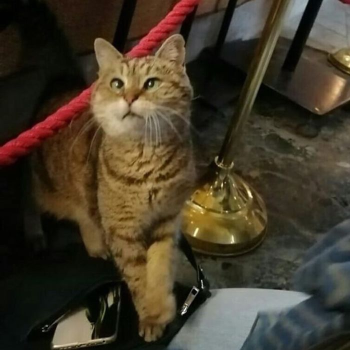 Hagia-Sophia-Cat