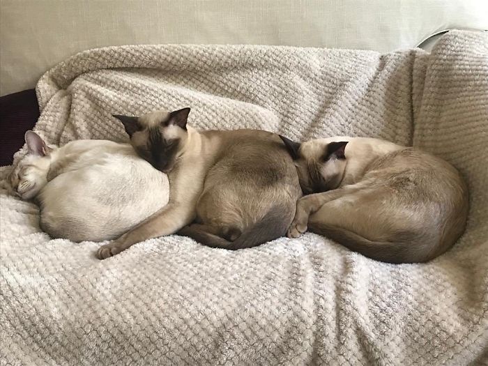 Weird-Position-Lying-Cats-Pics