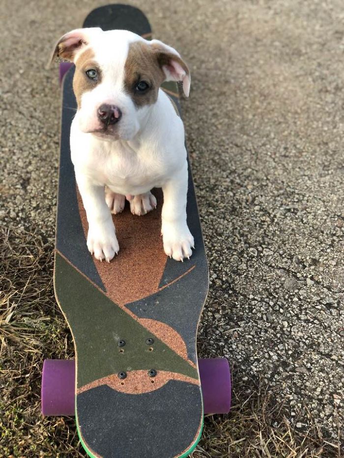 Baby Bronson. Just Learning To Skateboard Like A Pro.