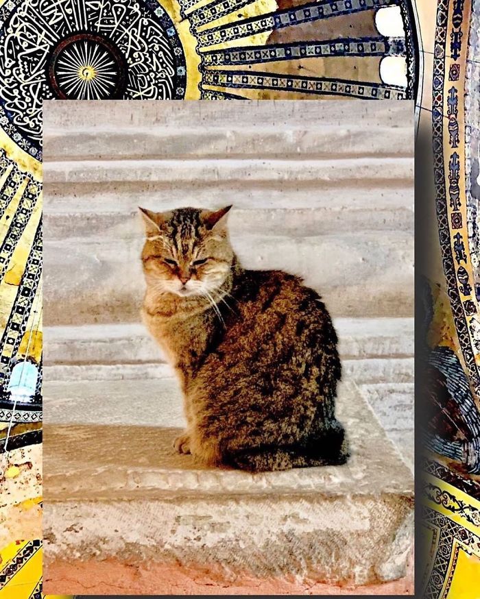 Hagia-Sophia-Cat