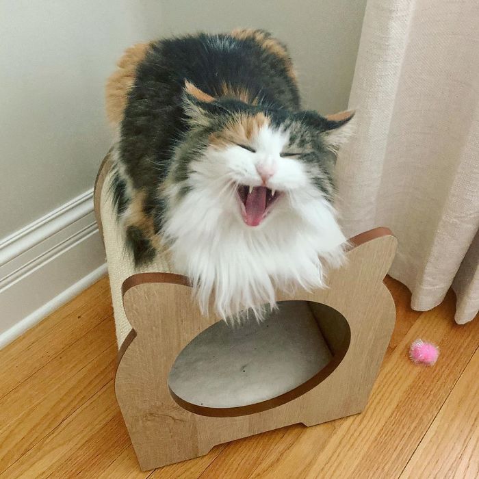 “Nooooooo... I Like Sitting On It. Not In It!” — Phoebe