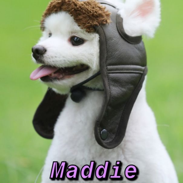 Instagram-Meme-Dog-Photos-Based-On-Names-Whatdogyouare