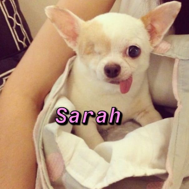 Instagram-Meme-Dog-Photos-Based-On-Names-Whatdogyouare
