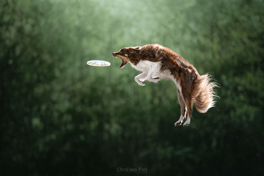 12 Pictures Of Dogs Trying To Catch Frisbee