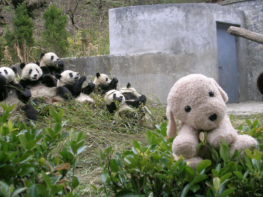 Ogled By Bored Pandas - Wolong - China
