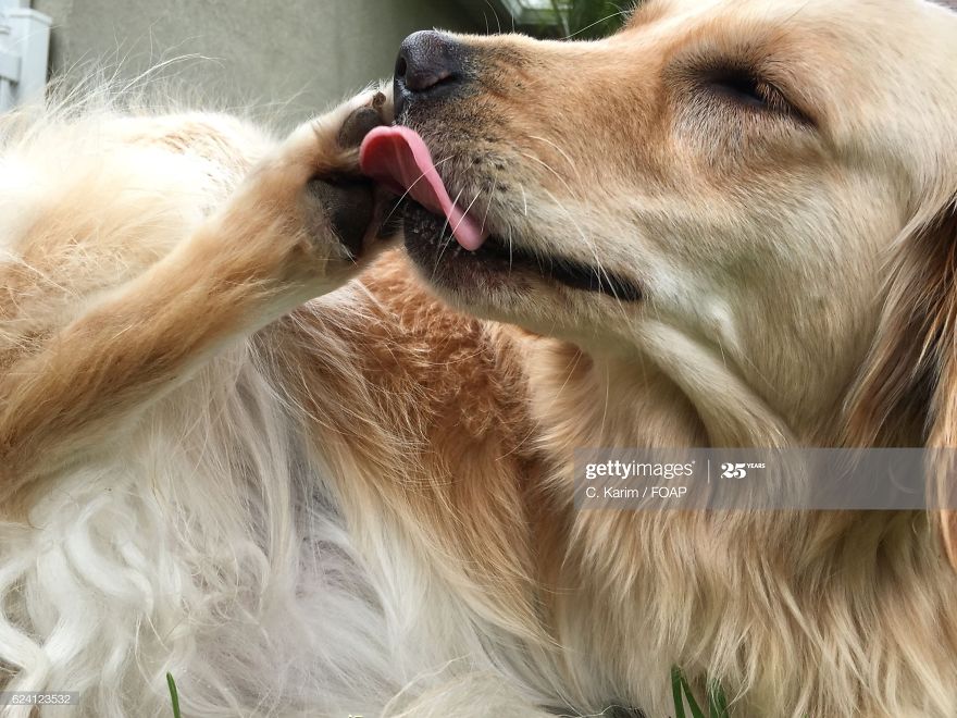 Dogs And Paw Licking Dogs And Paw Licking