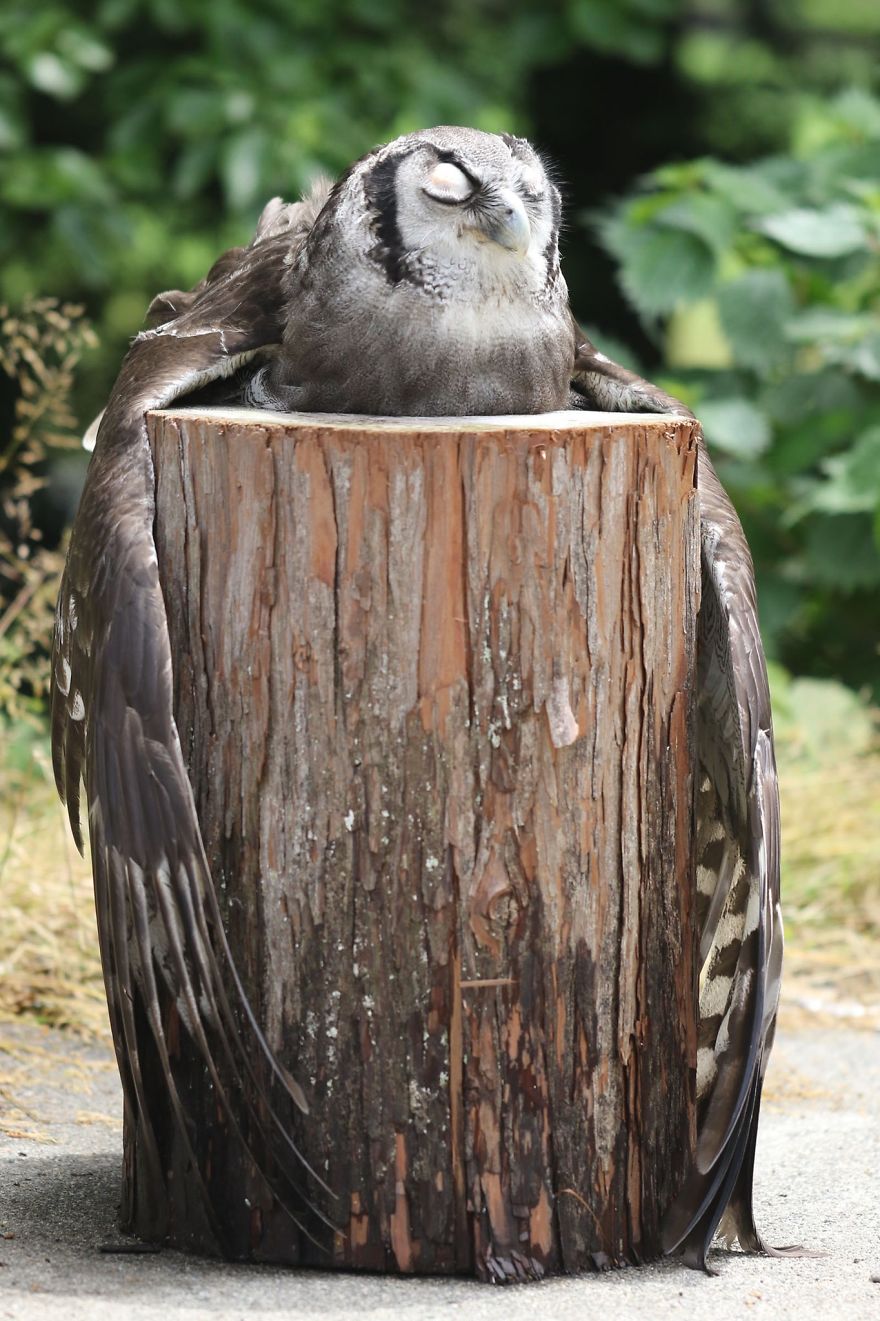 An Owl Named Calula ‘Hugs’ A Log And Leaves The Internet Wondering Why