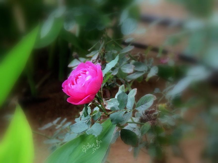 I Love Rose Flower