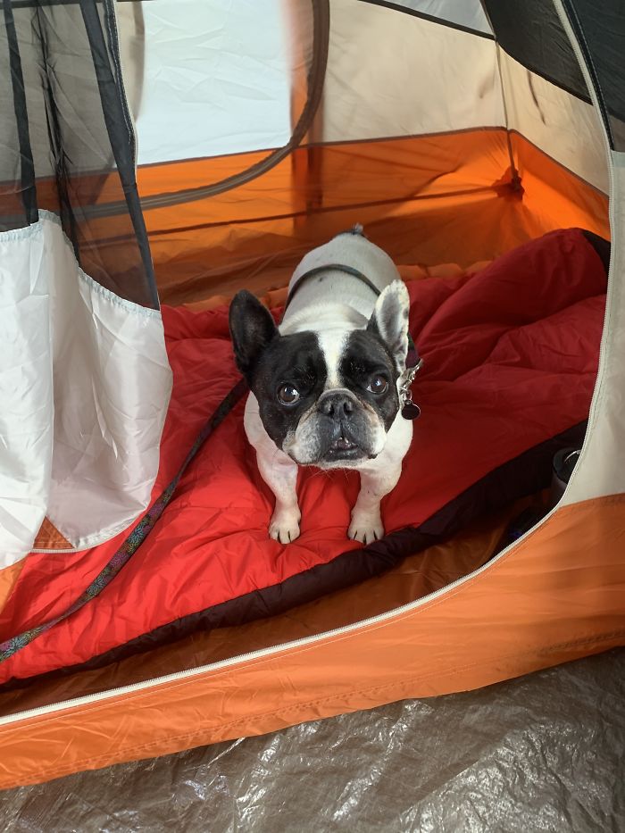 I Always Bring My Own Tent