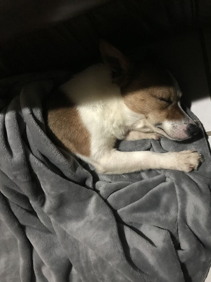 This Is Cody Sleeping After Being Rescued From The Shelter. She Loves That Blanket Still!