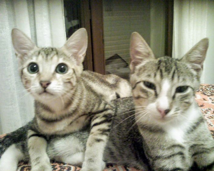 Cateta And Cateto, Sister And Brother, On Our Bed One Month After Being Rescued From A Shelter
