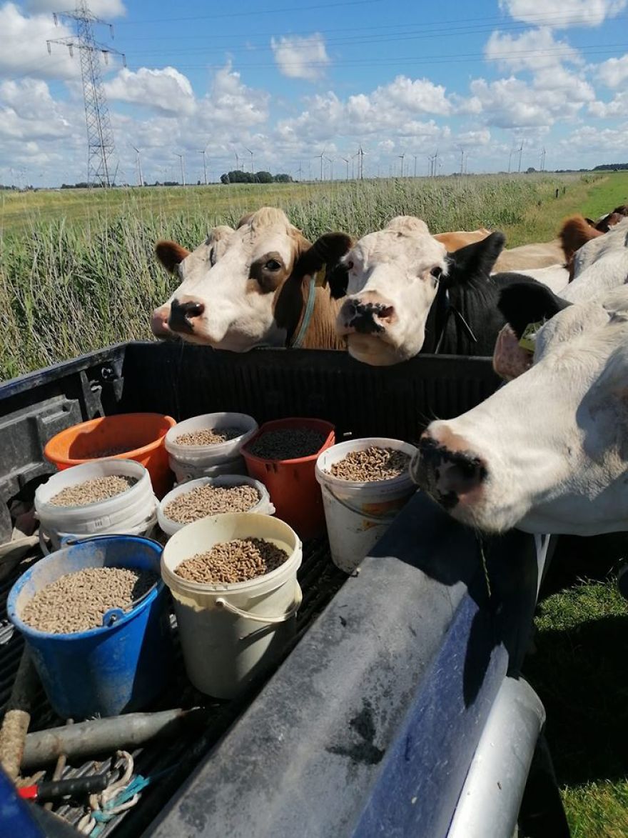 German Cows German Cows