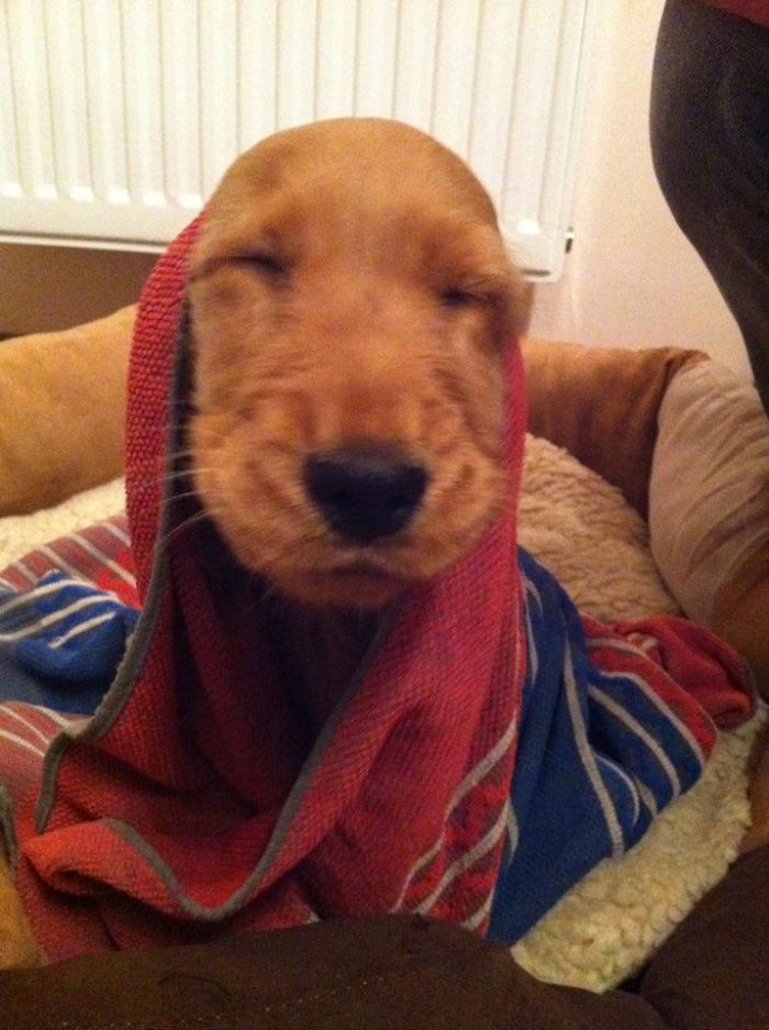 This Is Goldi After Her First Bath :)
