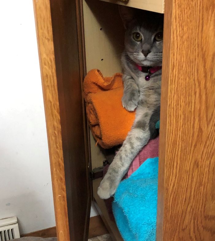 Gypsy Actually Opens Doors To Climb Inside Cabinets...