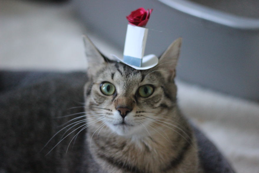 I Made Tiny Hats For My Foster Cat To Help Her Get Adopted